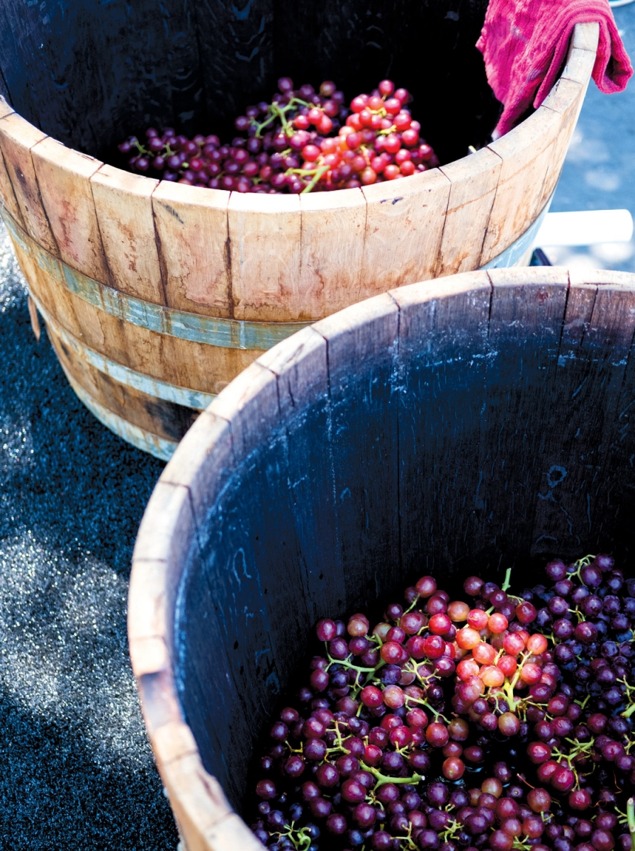 Grapestomping - Grapes in Barrels